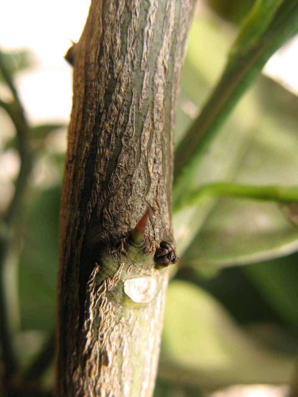              Second - third year twig (Winter Haven, FL)       